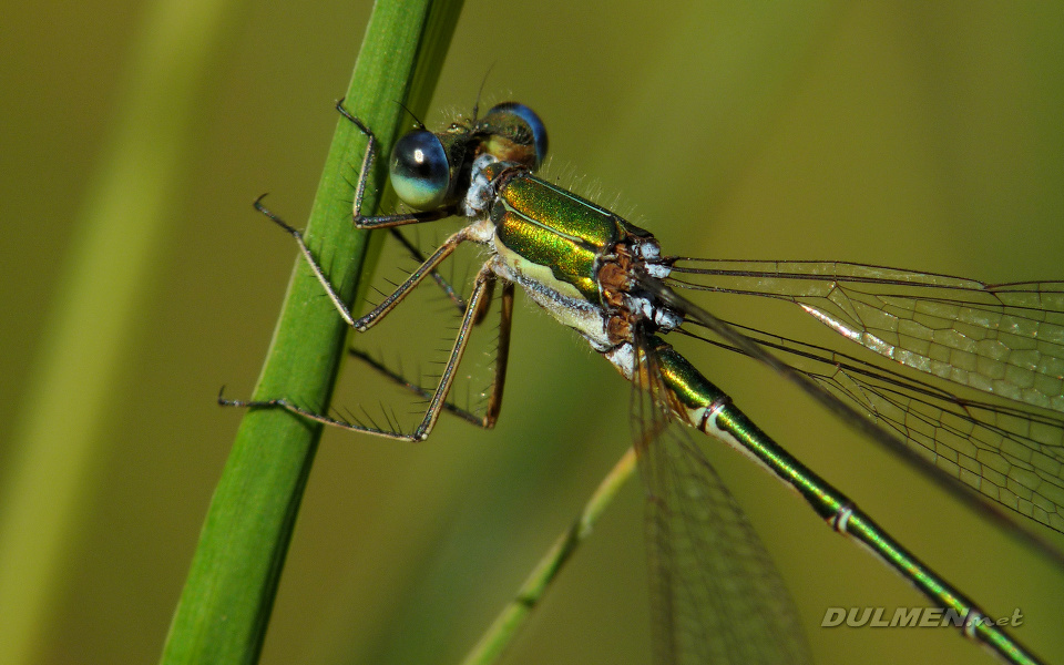 Small Spreadwing (Male, Lestes virens)